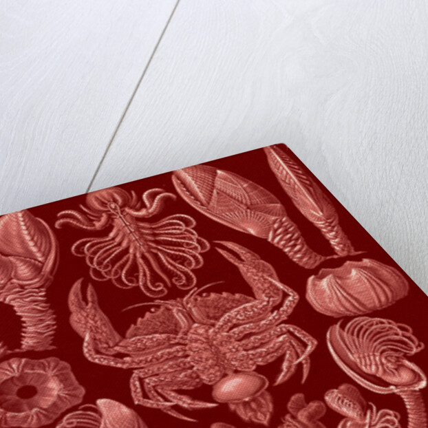 Barnacles. Cirripedia by Ernst Haeckel