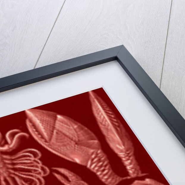 Barnacles. Cirripedia by Ernst Haeckel