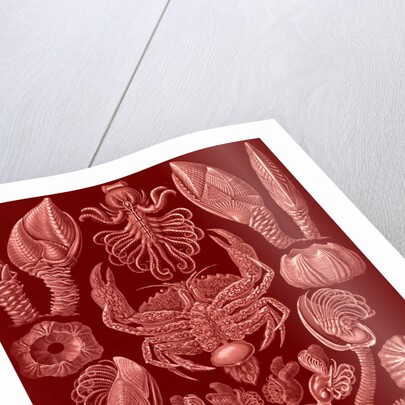 Barnacles. Cirripedia by Ernst Haeckel