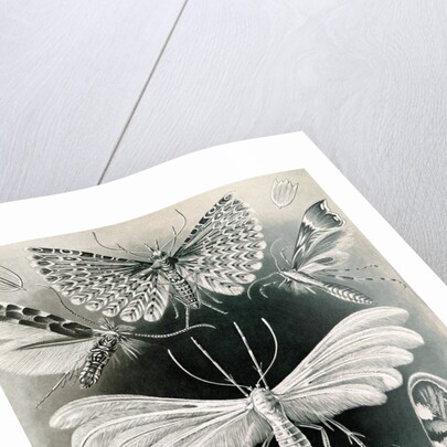 Moths. Tineida by Ernst Haeckel