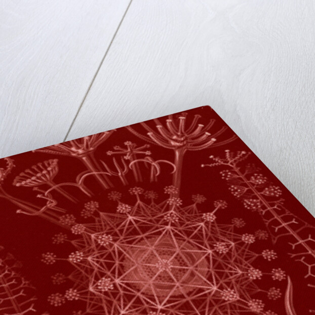 Microorganisms. Phaeodaria by Ernst Haeckel