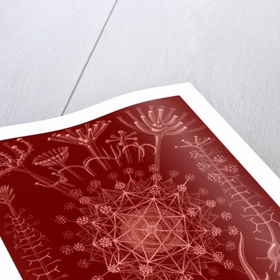 Microorganisms. Phaeodaria by Ernst Haeckel