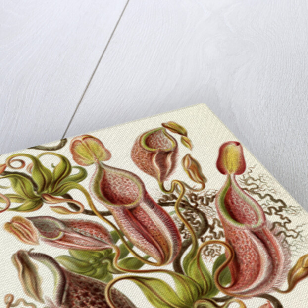 Pitcher plants. Nepenthaceae by Ernst Haeckel