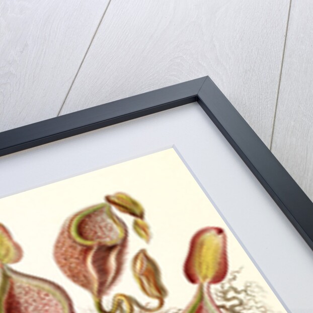 Pitcher plants. Nepenthaceae by Ernst Haeckel