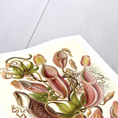 Pitcher plants. Nepenthaceae by Ernst Haeckel