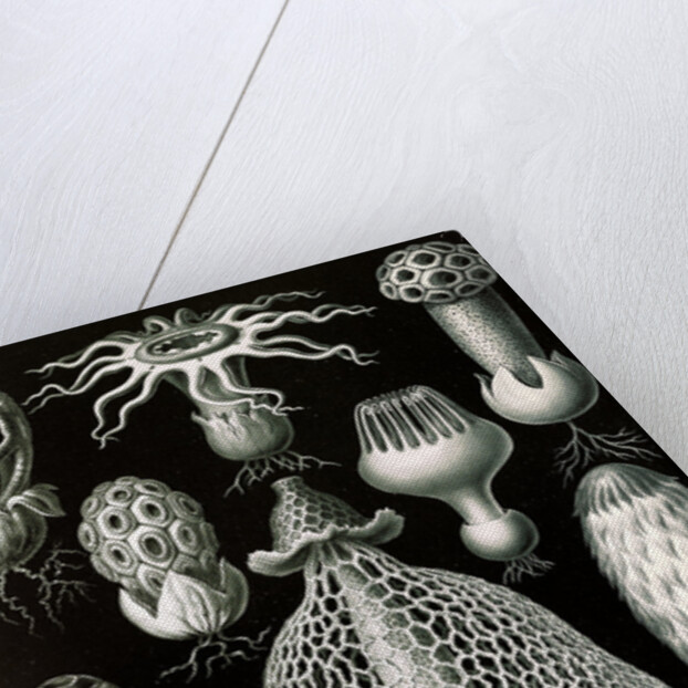 Stinkhorn mushrooms. Basimycetes by Ernst Haeckel