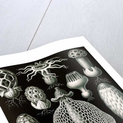 Stinkhorn mushrooms. Basimycetes by Ernst Haeckel