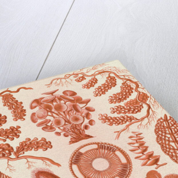 Seaweed. Siphoneae by Ernst Haeckel