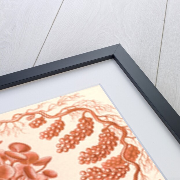 Seaweed. Siphoneae by Ernst Haeckel