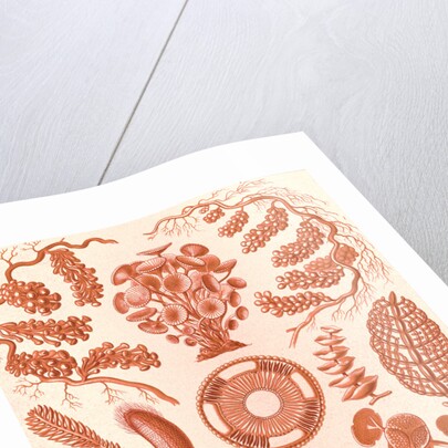 Seaweed. Siphoneae by Ernst Haeckel