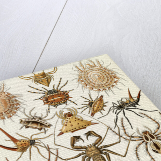 Spiders. Arachnida by Ernst Haeckel