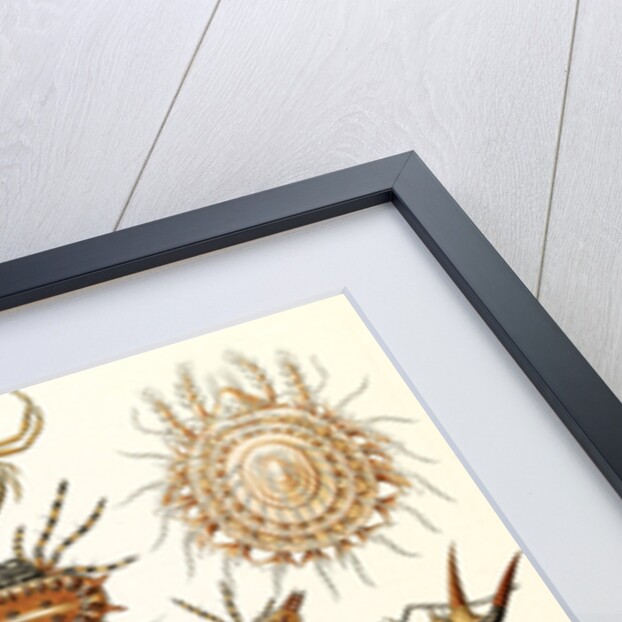 Spiders. Arachnida by Ernst Haeckel