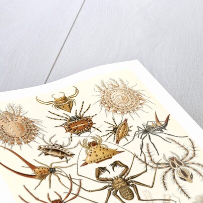 Spiders. Arachnida by Ernst Haeckel