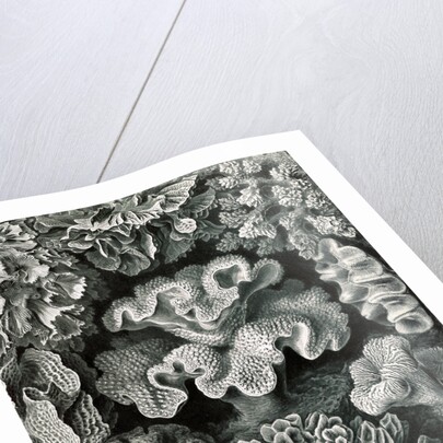 Corals. Hexacoralla by Ernst Haeckel