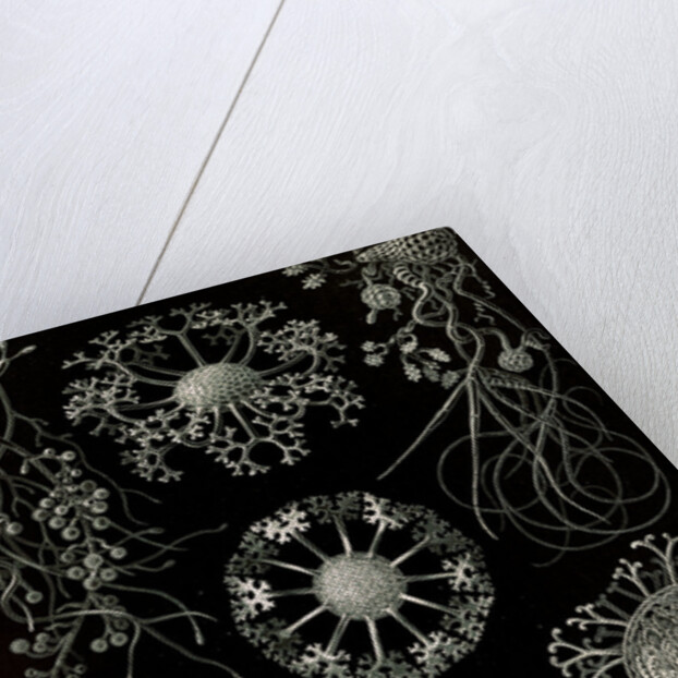 Fungi. Ascomycetes by Ernst Haeckel