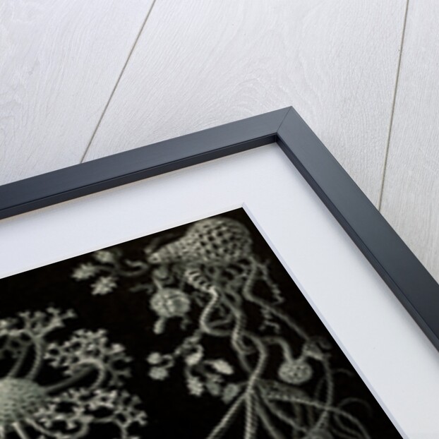 Fungi. Ascomycetes by Ernst Haeckel