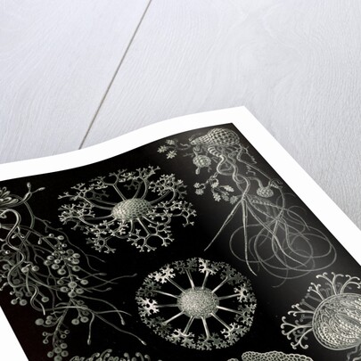 Fungi. Ascomycetes by Ernst Haeckel