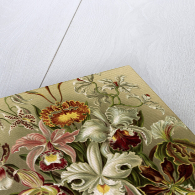 Orchids. Orchideae by Ernst Haeckel