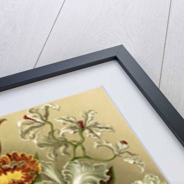 Orchids. Orchideae by Ernst Haeckel