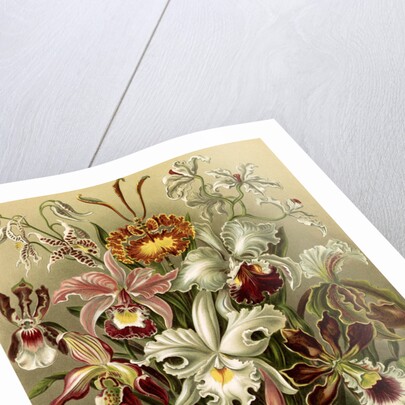 Orchids. Orchideae by Ernst Haeckel