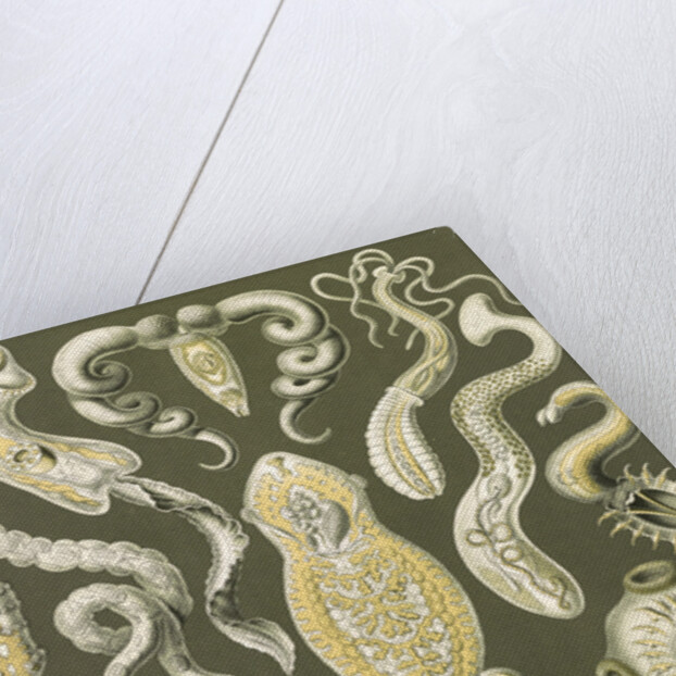 Flatworms. Platodes by Ernst Haeckel