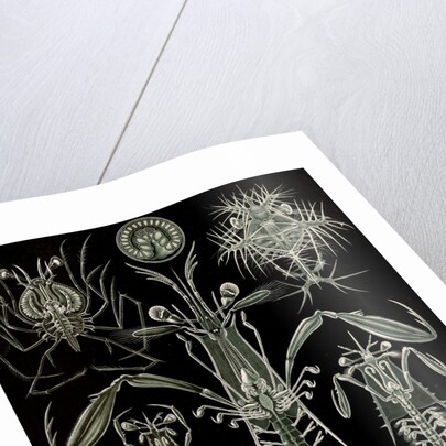 Invertebrates. Thoracostraca by Ernst Haeckel