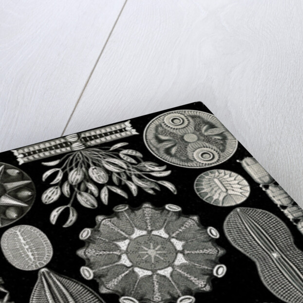 Algae. Diatomea by Ernst Haeckel