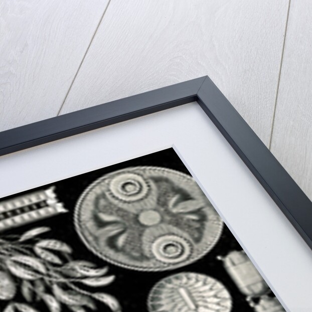 Algae. Diatomea by Ernst Haeckel