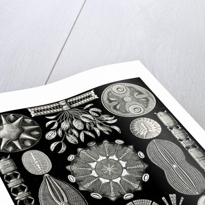 Algae. Diatomea by Ernst Haeckel