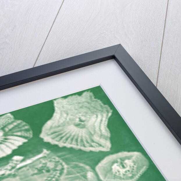 Fish. Teleostei by Ernst Haeckel