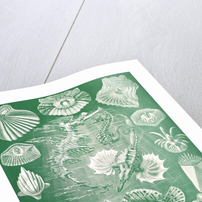 Fish. Teleostei by Ernst Haeckel