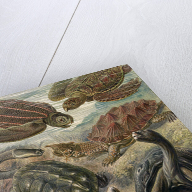 Tortoises and turtles. Chelonia by Ernst Haeckel