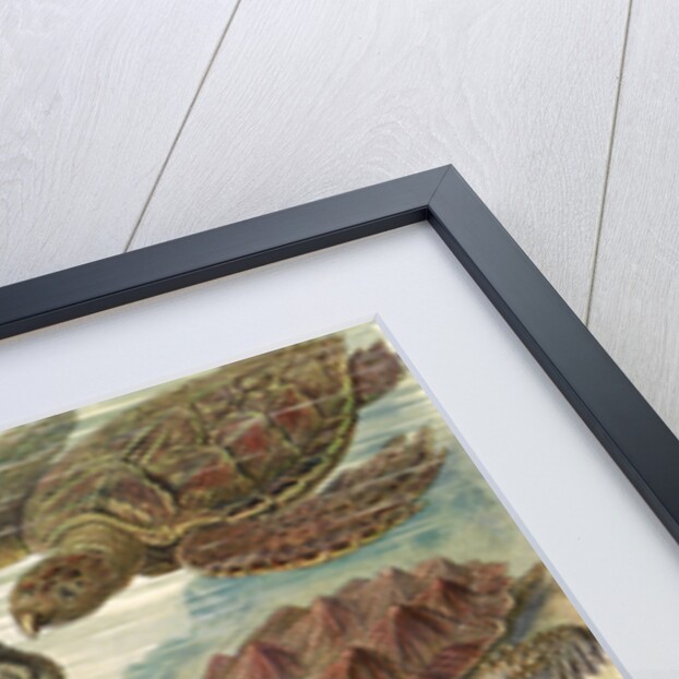 Tortoises and turtles. Chelonia by Ernst Haeckel