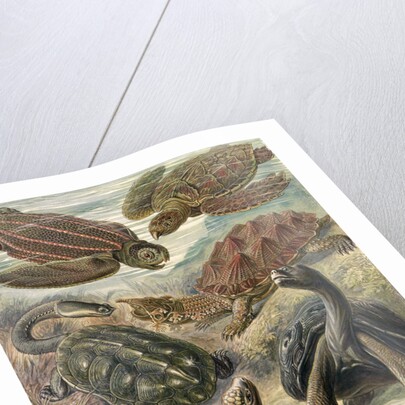 Tortoises and turtles. Chelonia by Ernst Haeckel