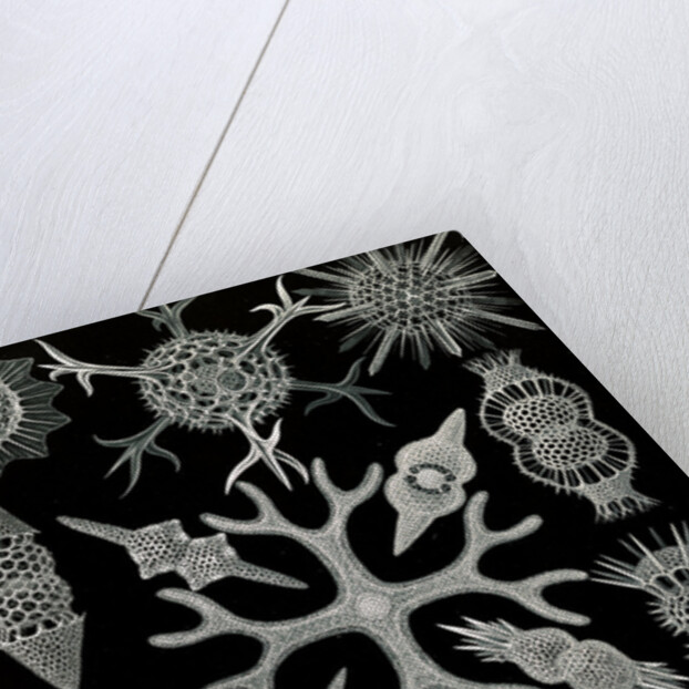 Microorganisms. Spumellaria by Ernst Haeckel