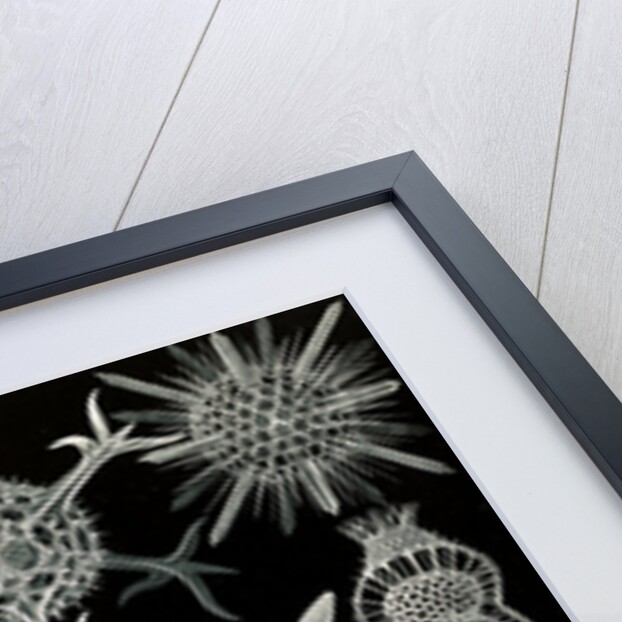 Microorganisms. Spumellaria by Ernst Haeckel