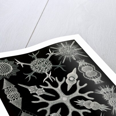 Microorganisms. Spumellaria by Ernst Haeckel