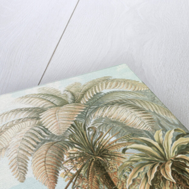 Ferns. Filicinae by Ernst Haeckel