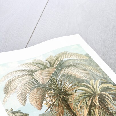 Ferns. Filicinae by Ernst Haeckel