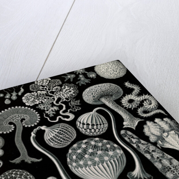 Slime molds. Mycetozoa by Ernst Haeckel