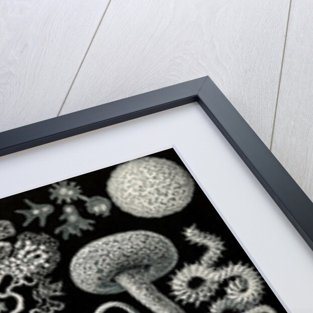 Slime molds. Mycetozoa by Ernst Haeckel
