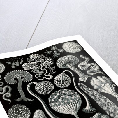 Slime molds. Mycetozoa by Ernst Haeckel