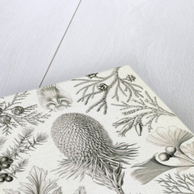 Conifers. Coniferae by Ernst Haeckel