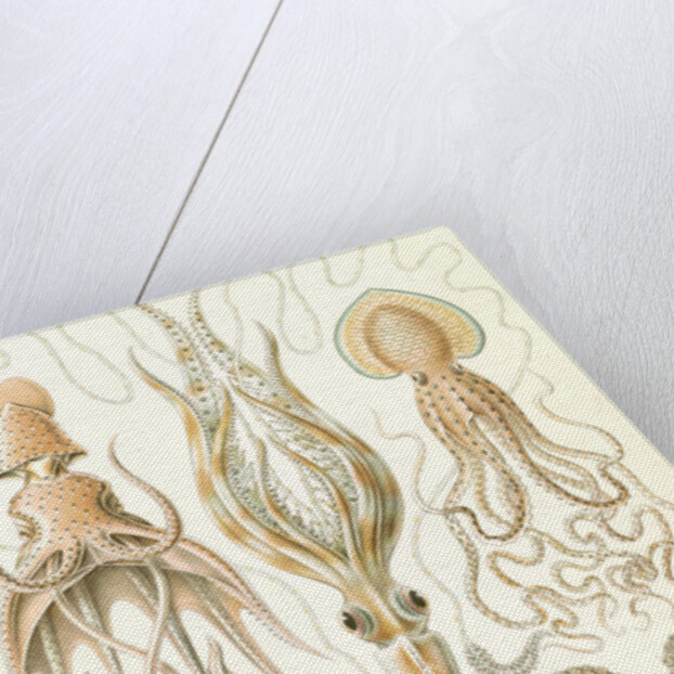 Octopuses. Gamochonia by Ernst Haeckel