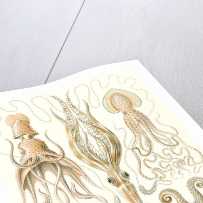 Octopuses. Gamochonia by Ernst Haeckel