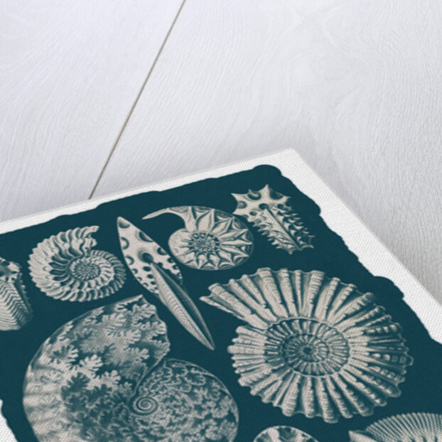 Marine mollusks. Ammonitida by Ernst Haeckel