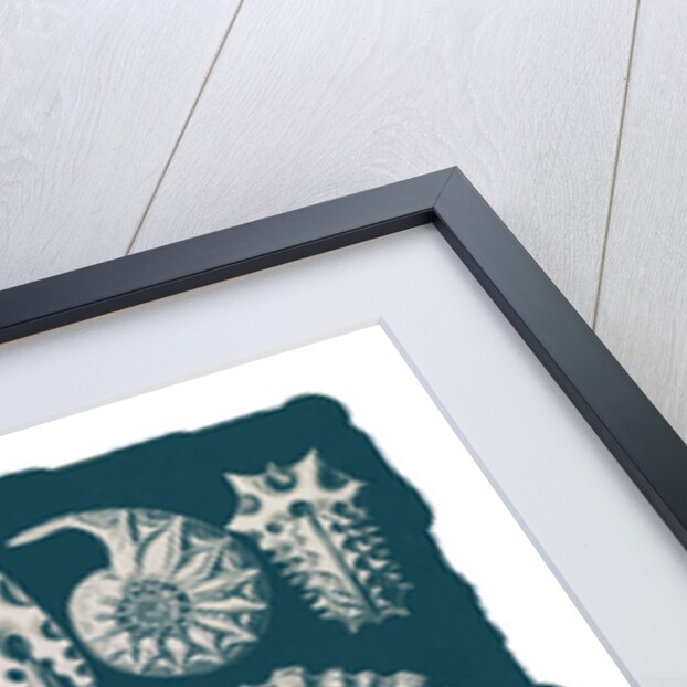 Marine mollusks. Ammonitida by Ernst Haeckel