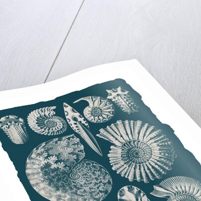 Marine mollusks. Ammonitida by Ernst Haeckel