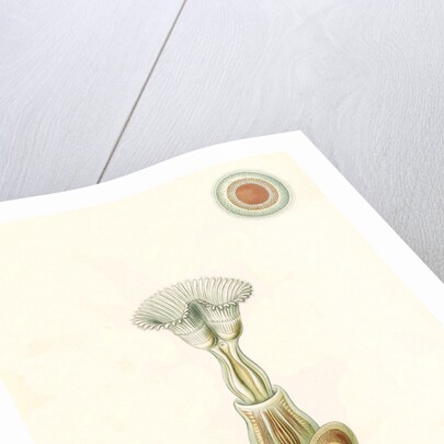 Aquatic invertebrates. Bryozoa by Ernst Haeckel