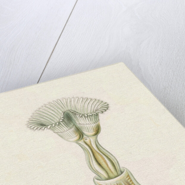 Aquatic invertebrates. Bryozoa by Ernst Haeckel